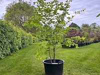 Ulmus leavis (fladderiep) - afbeelding 1 van  2