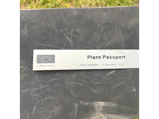 Ulmus leavis (fladderiep) - afbeelding 2 van  2