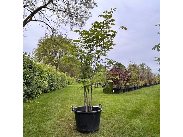 Ulmus leavis (fladderiep) - afbeelding 1 van  2