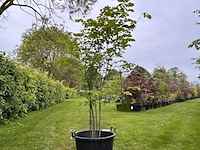 Ulmus leavis (fladderiep) - afbeelding 1 van  2