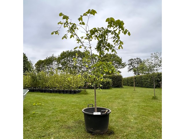 Ulmus leavis (fladderiep) - afbeelding 1 van  2