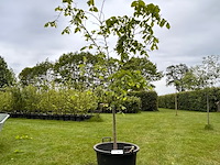 Ulmus leavis (fladderiep) - afbeelding 1 van  2