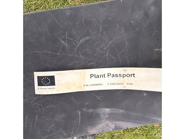 Ulmus leavis (fladderiep) - afbeelding 2 van  2