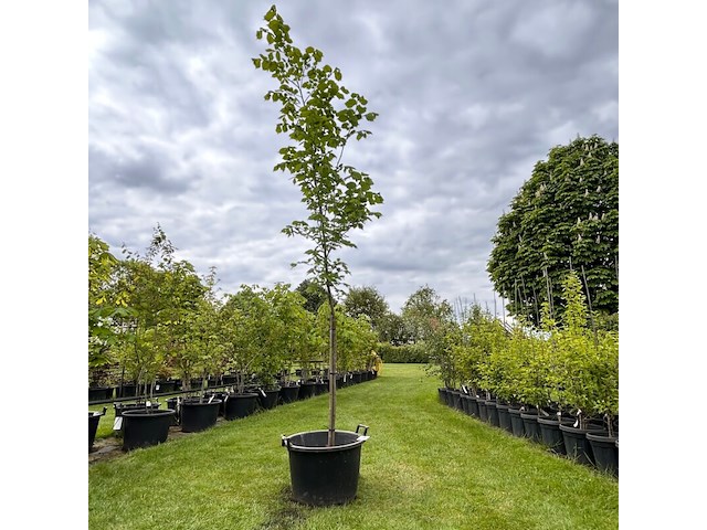 Ulmus leavis (fladderiep) - afbeelding 1 van  2