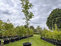 Ulmus leavis (fladderiep) - afbeelding 1 van  2