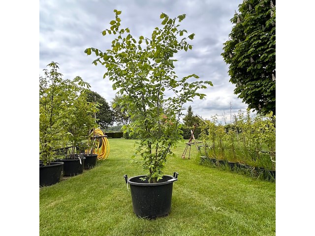 Ulmus leavis (fladderiep) - afbeelding 1 van  2