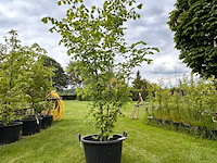 Ulmus leavis (fladderiep) - afbeelding 1 van  2