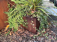 Upperbloom - metalen plantenbak met inhoud (2x) - afbeelding 4 van  6