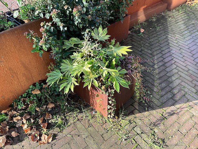 Upperbloom - metalen plantenbak met inhoud (2x) - afbeelding 5 van  7