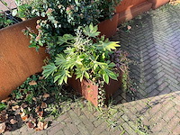 Upperbloom - metalen plantenbak met inhoud (2x) - afbeelding 5 van  7