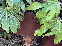 Upperbloom - metalen plantenbak met inhoud (2x) - afbeelding 6 van  7