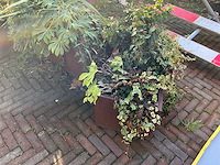 Upperbloom - metalen plantenbak met inhoud (2x) - afbeelding 7 van  7