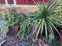 Upperbloom - metalen plantenbak met inhoud (2x) - afbeelding 3 van  7