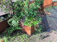 Upperbloom - metalen plantenbak met inhoud - afbeelding 6 van  6