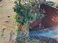 Upperbloom - metalen plantenbak met inhoud - afbeelding 3 van  6