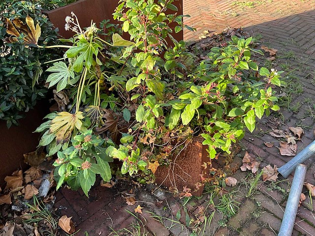 Upperbloom - metalen plantenbak met inhoud - afbeelding 4 van  4