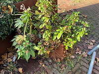 Upperbloom - metalen plantenbak met inhoud - afbeelding 4 van  4