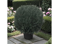 Uv beschermend voor buiten buxus bol (10x) - afbeelding 1 van  6
