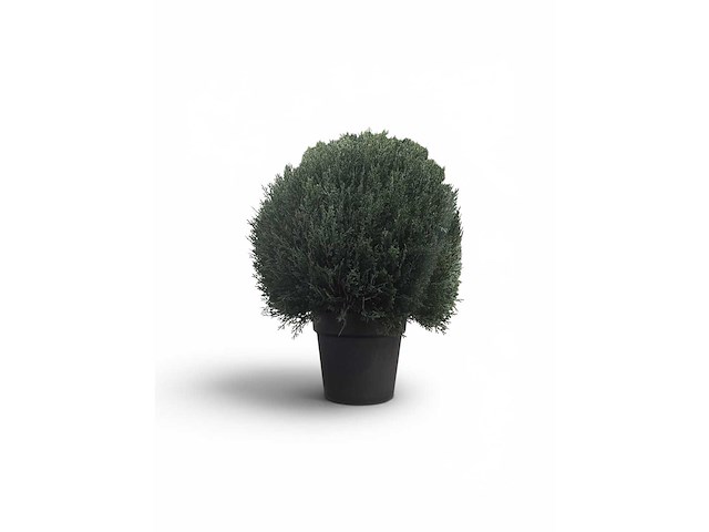 Uv beschermend voor buiten buxus bol (10x) - afbeelding 2 van  6