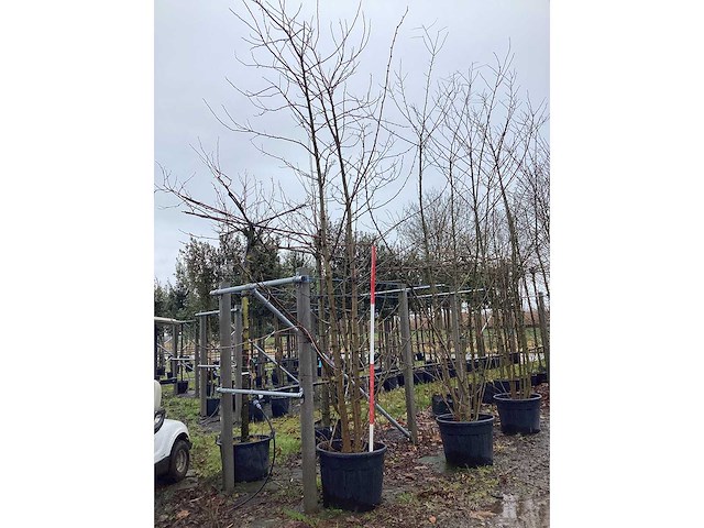 Valse acacia - meerstammige boom (2x) - afbeelding 2 van  3