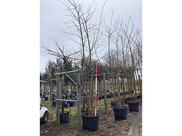 Valse acacia - meerstammige boom (2x) - afbeelding 3 van  3