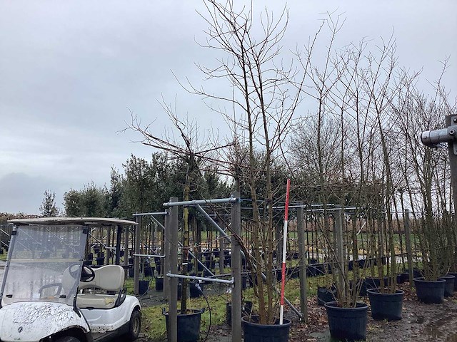 Valse acacia - meerstammige boom - afbeelding 1 van  3