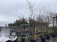 Valse acacia - meerstammige boom - afbeelding 1 van  3