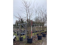 Valse acacia - meerstammige boom - afbeelding 3 van  3