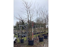 Valse acacia - vormbomen (2x) - afbeelding 1 van  2