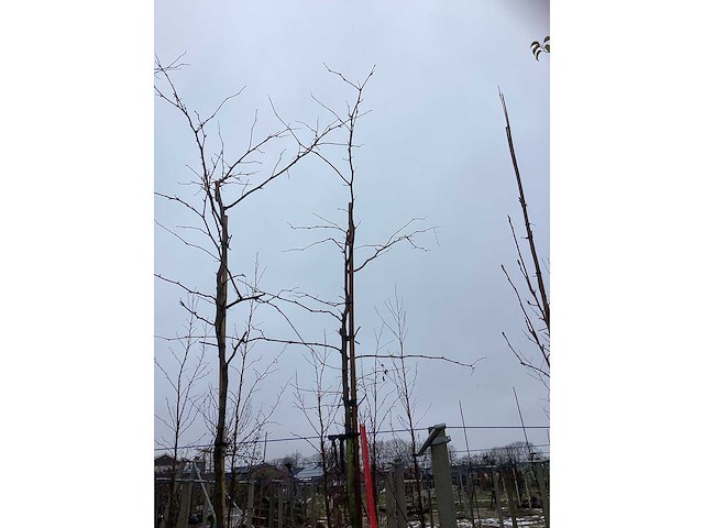 Valse christusdoorn - laanboom - afbeelding 3 van  3