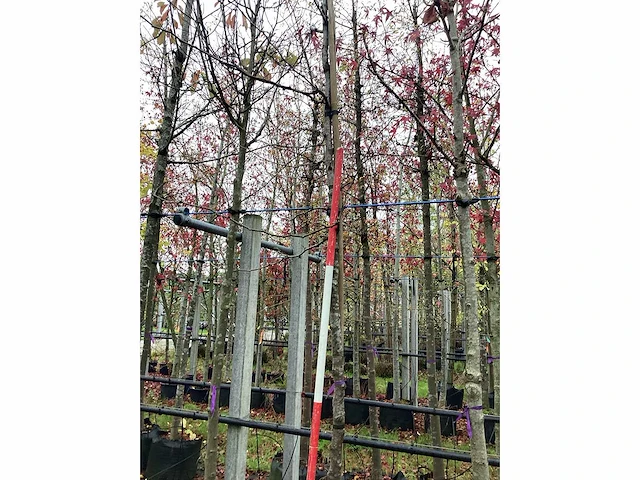 Valse christusdoorn - laanboom - afbeelding 1 van  1