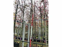 Valse christusdoorn - laanboom