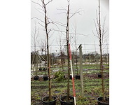 Valse christusdoorn - parkboom (2x) - afbeelding 2 van  3