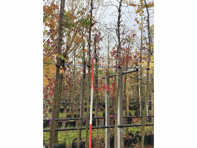 Valse christusdoorn - parkboom - afbeelding 2 van  3