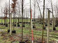 Valse christusdoorn - sierboom - afbeelding 1 van  3