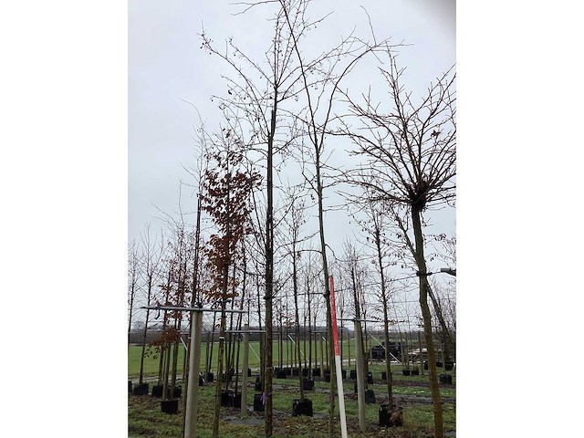 Valse christusdoorn - sierboom - afbeelding 2 van  3