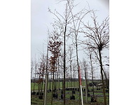 Valse christusdoorn - sierboom - afbeelding 2 van  3