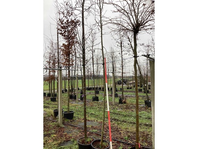 Valse christusdoorn - sierboom - afbeelding 3 van  3