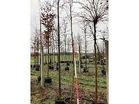 Valse christusdoorn - sierboom - afbeelding 3 van  3