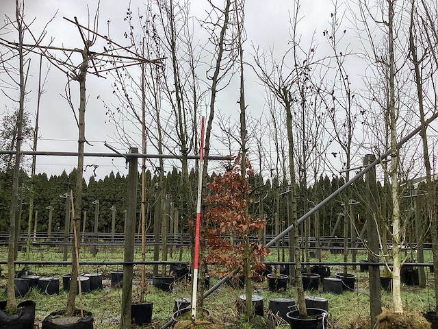 Valse christusdoorn - sierboom - afbeelding 1 van  3