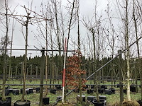 Valse christusdoorn - sierboom - afbeelding 1 van  3