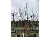 Valse christusdoorn - sierboom - afbeelding 2 van  3