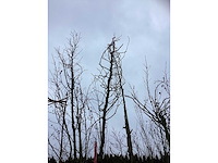 Valse christusdoorn - sierboom - afbeelding 3 van  3