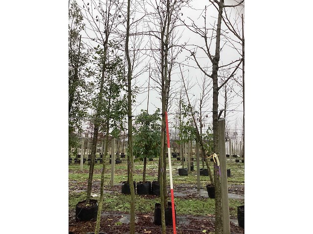 Valse christusdoorn - sierboom - afbeelding 2 van  3