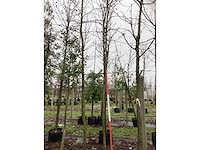 Valse christusdoorn - sierboom - afbeelding 2 van  3