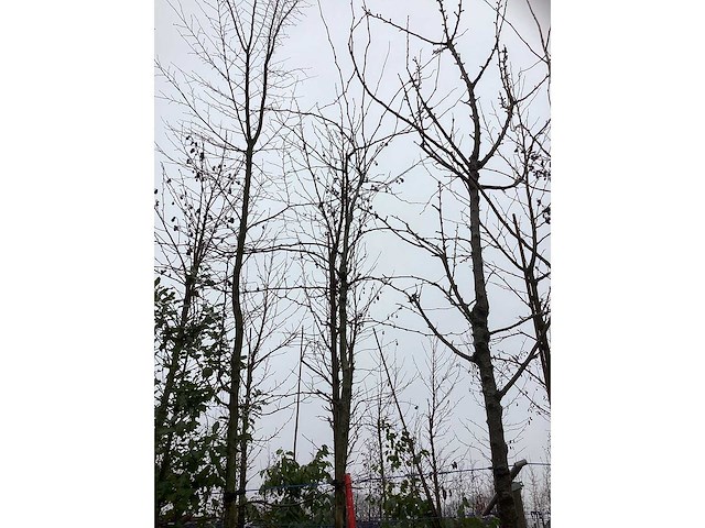 Valse christusdoorn - sierboom - afbeelding 3 van  3