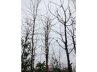 Valse christusdoorn - sierboom - afbeelding 3 van  3