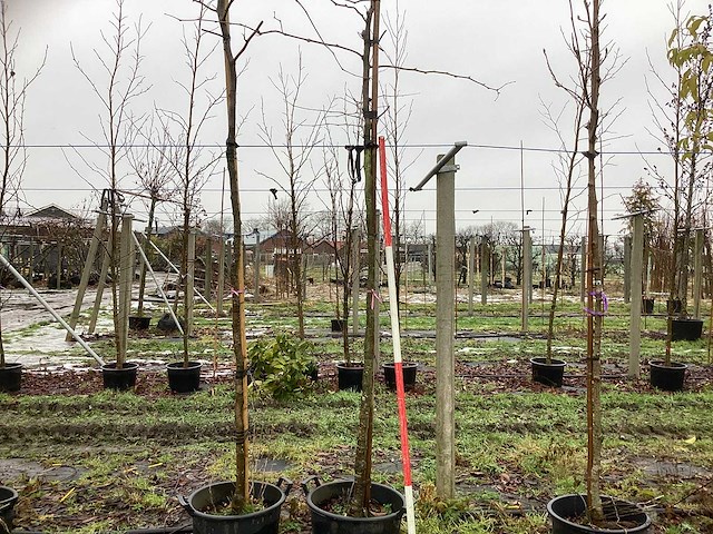 Valse christusdoorn - sierboom - afbeelding 1 van  3