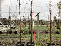 Valse christusdoorn - sierboom - afbeelding 1 van  3