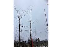 Valse christusdoorn - sierboom - afbeelding 3 van  3